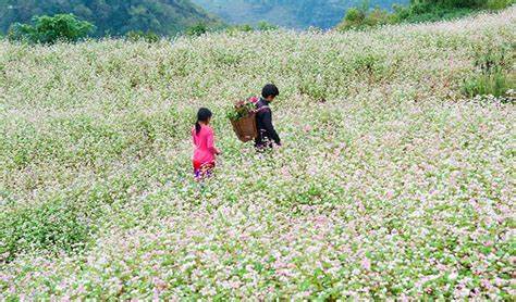Buckwheat Flower Festival